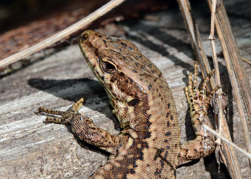 Interazione tra lucertole Podarcis muralis